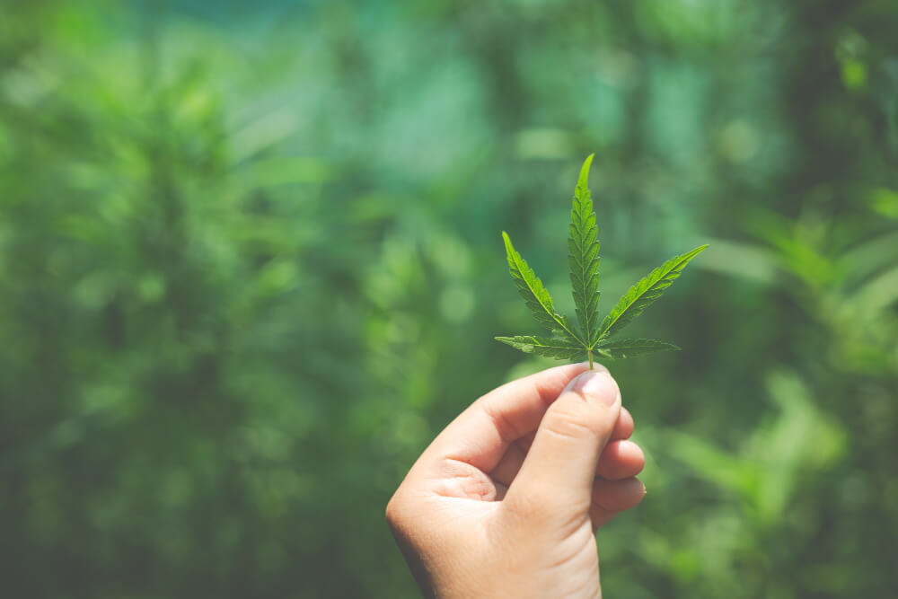 What Is So Fascinating About Marijuana News?